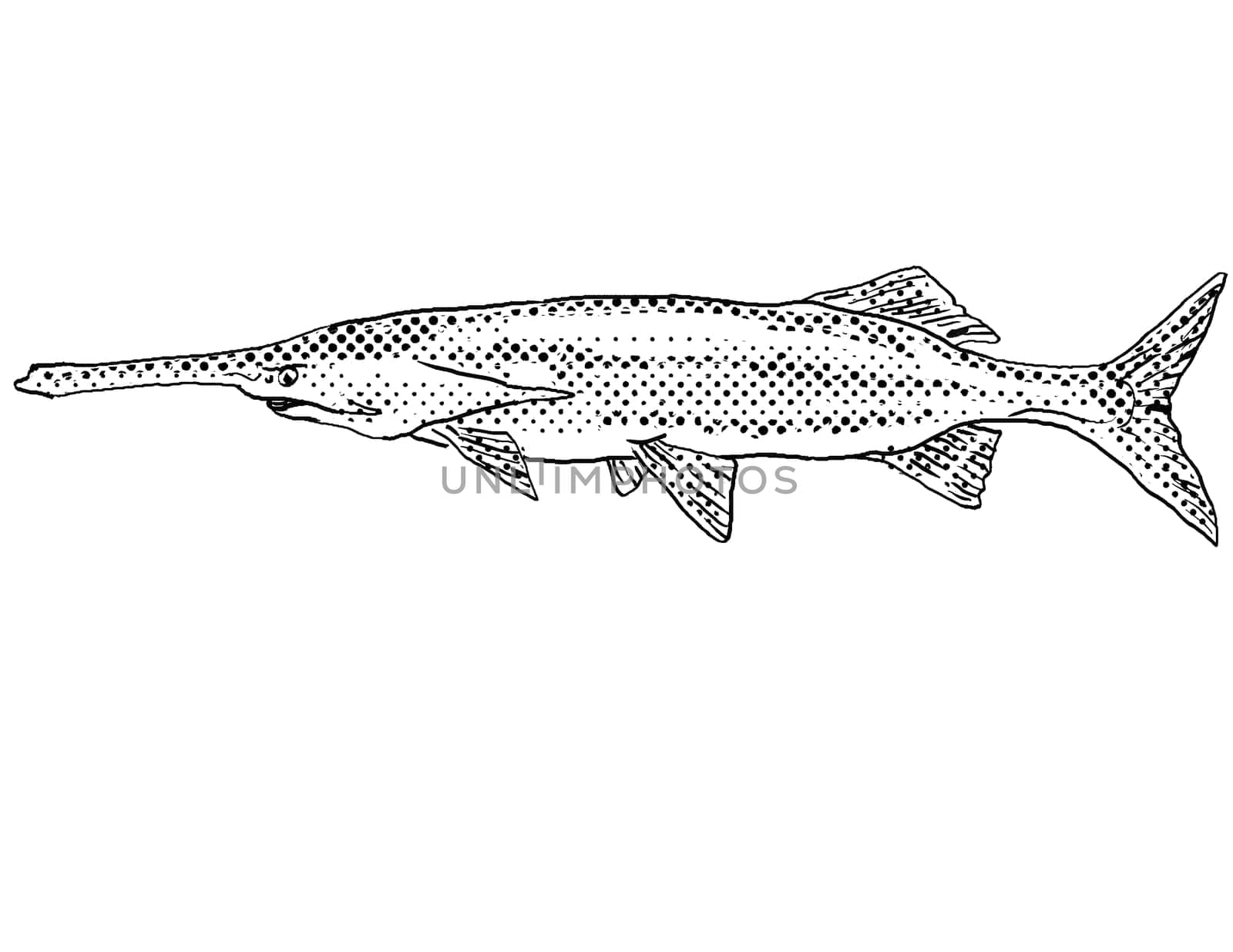 Cartoon style line drawing of an American Paddlefish or family Polyodontidae  a freshwater fish endemic to North America with halftone dots shading on isolated background in black and white.