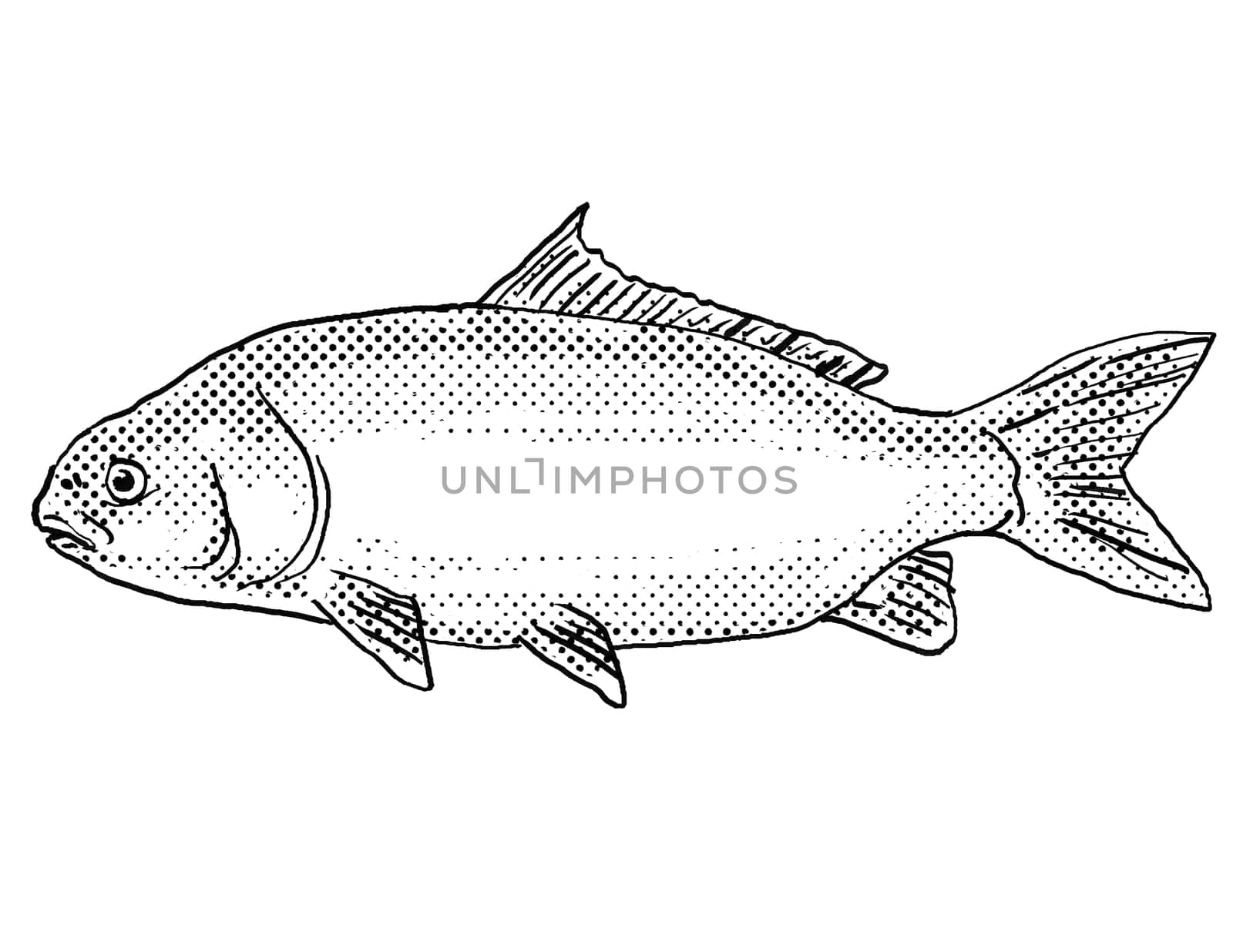 Cartoon style drawing of a black buffalo or Ictiobus niger  freshwater fish found in North America with halftone dots on isolated background in black and white.