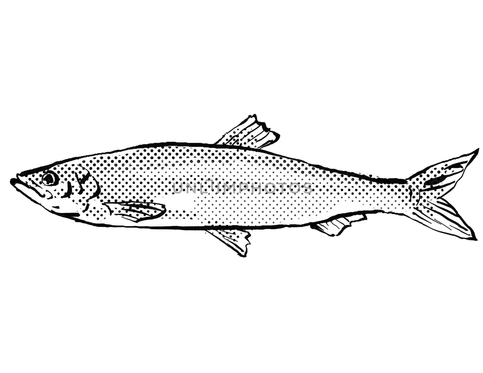 Cartoon style line drawing of an Atlantic herring a fish endemic to Germany and Europe in Atlantic Ocean with halftone dots shading on isolated background in black and white.