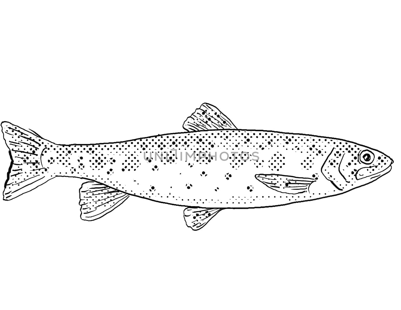 Cartoon style line drawing of a Athabasca rainbow trout or Oncorhynchus mykiss a freshwater fish endemic to North America with halftone dots shading on isolated background in black and white.