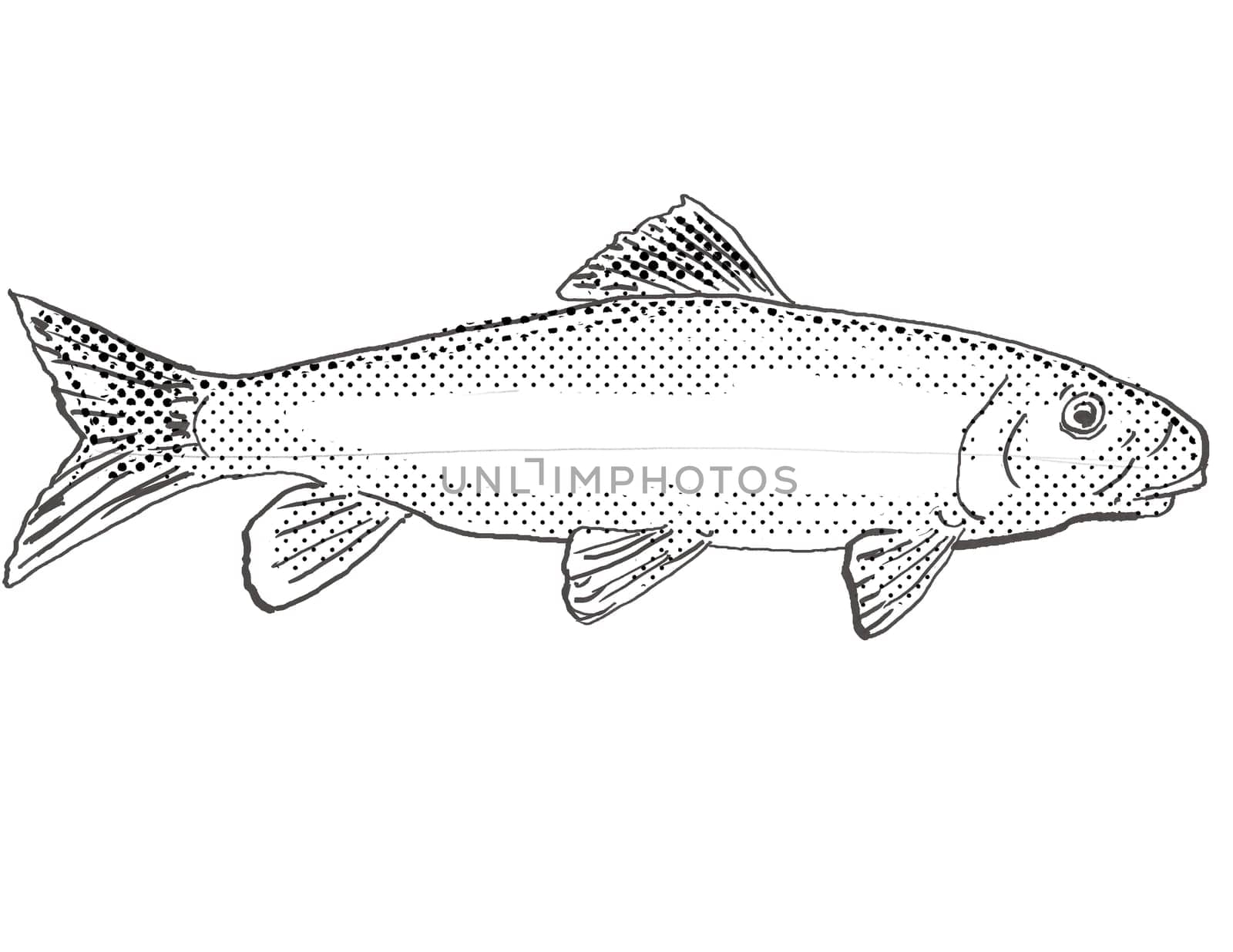Cartoon style drawing of a black redhorse or Moxostoma duquesni, also duquesnii, duquesnei freshwater fish found in North America with halftone dots on isolated background in black and white.