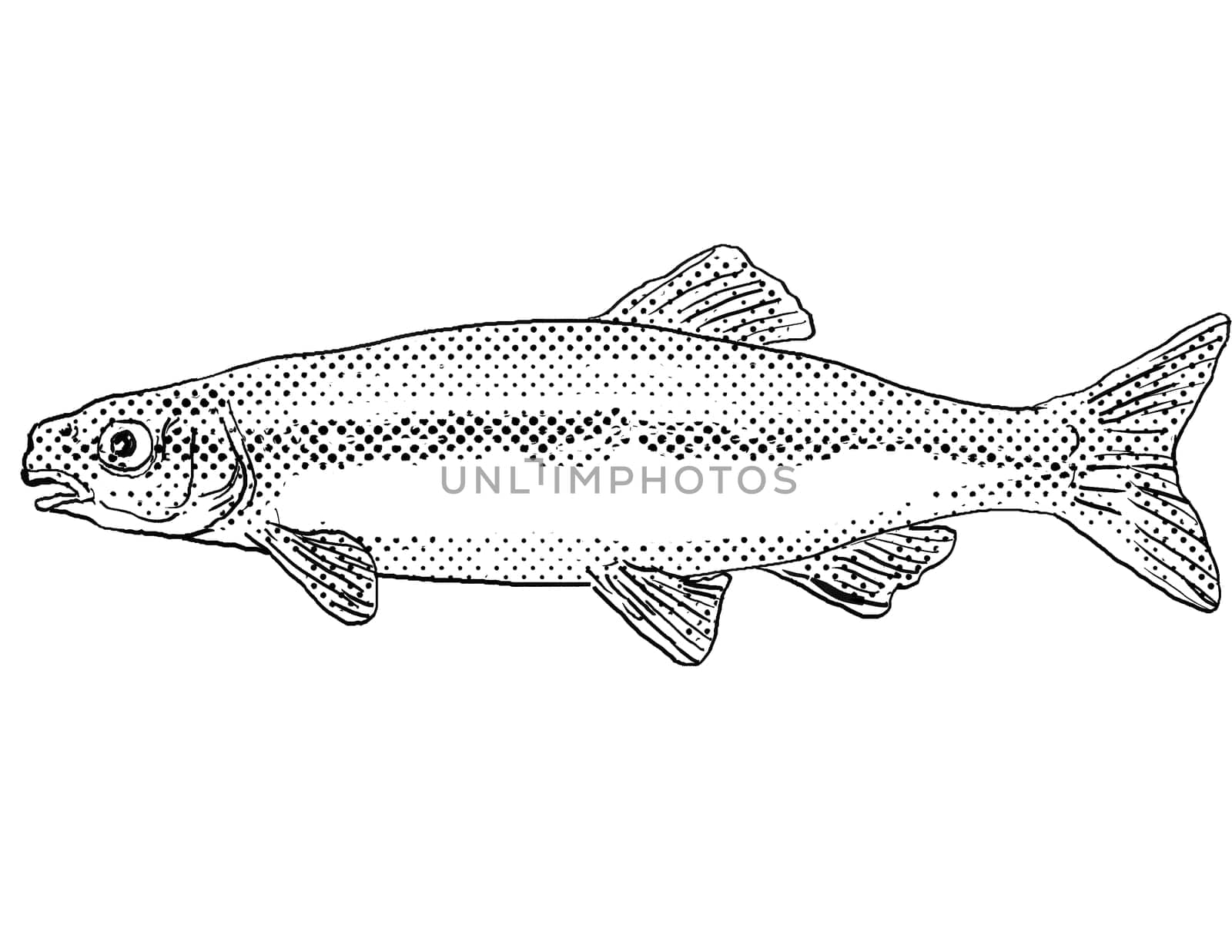 Cartoon style drawing of a bluntnose minnow or Pimephales notatus freshwater fish found in North America with halftone dots on isolated background in black and white.