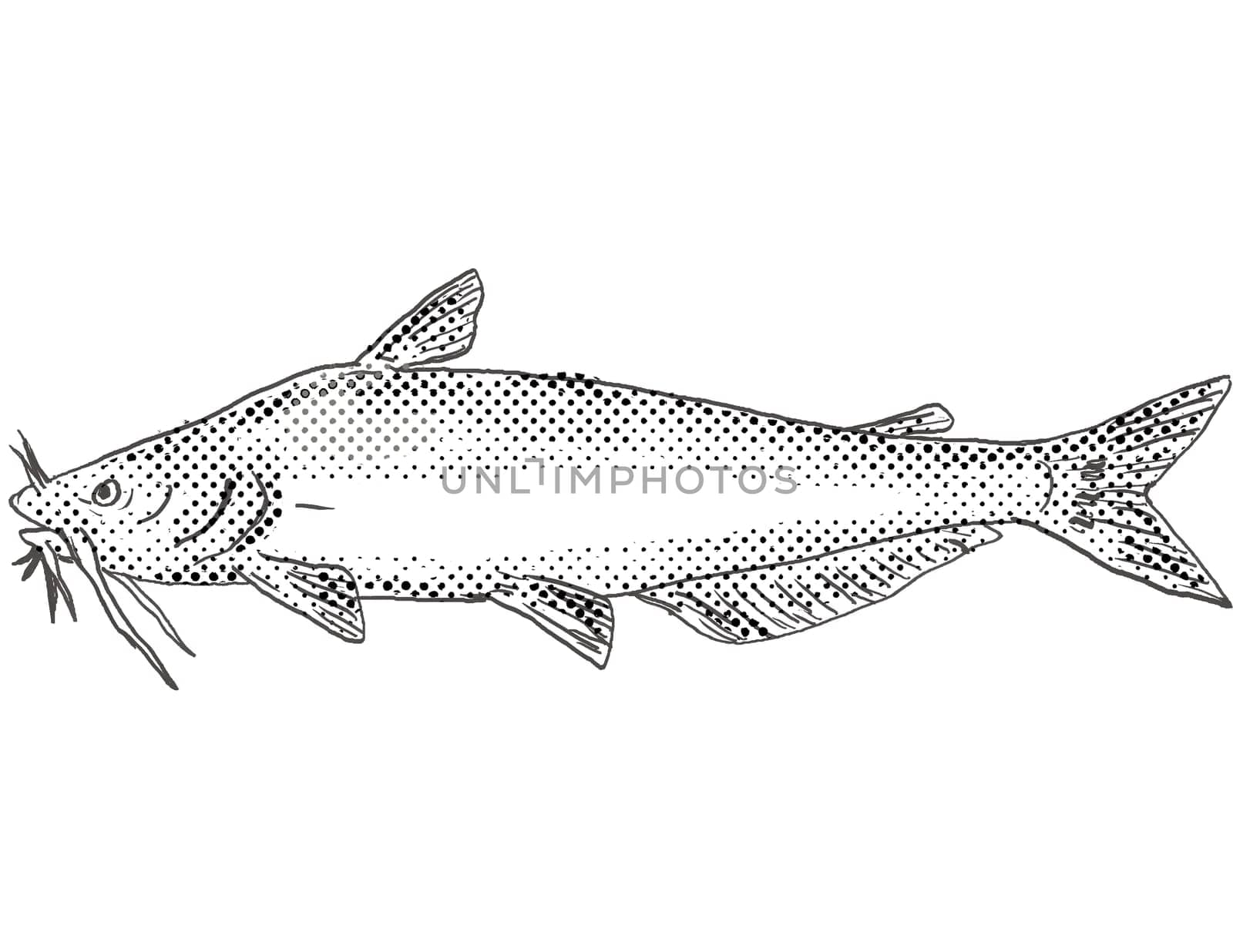 Cartoon style drawing of a blue catfish or Ictalurus furcatus freshwater fish found in North America with halftone dots on isolated background in black and white.