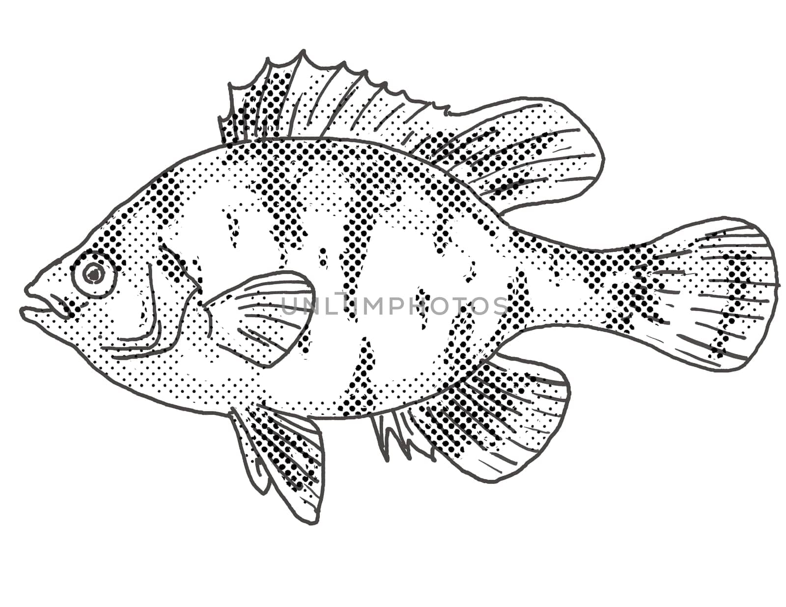 Cartoon style drawing of a blackbanded sunfish or Enneacanthus chaetodon freshwater fish found in North America with halftone dots on isolated background in black and white.