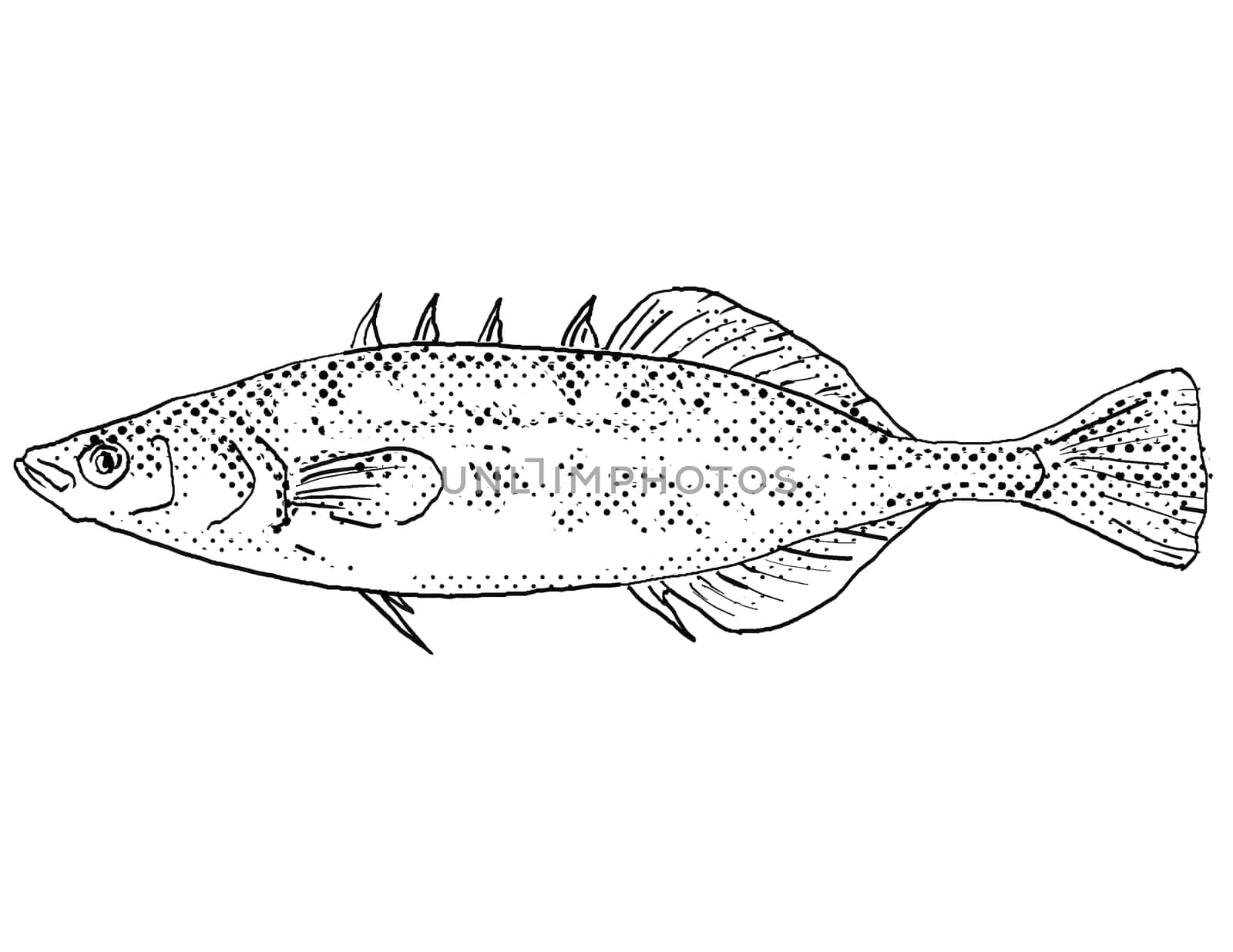 Cartoon style line drawing of a brook stickleback or Culaea inconstans  freshwater fish found in North America with halftone dots on isolated background in black and white.