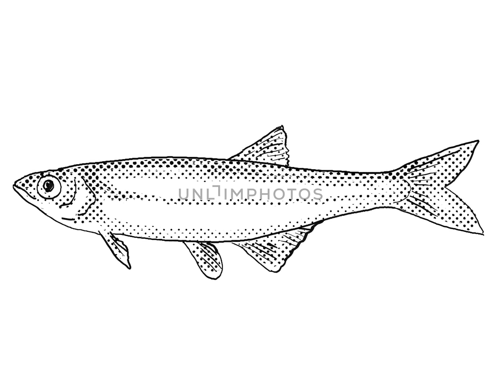 Cartoon style line drawing of a carmine shiner or Notropis percobromus freshwater fish found in North America with halftone dots on isolated background in black and white.