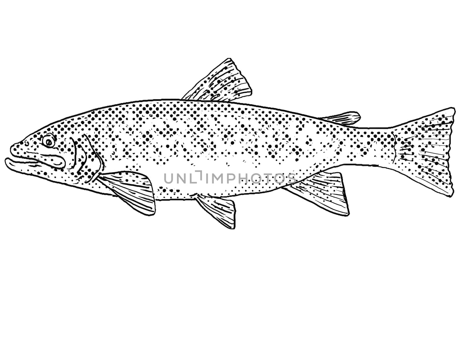 Cartoon style line drawing of a brook trout or Salvelinus fontinalis  a freshwater fish endemic to North America with halftone dots shading on isolated background in black and white.
