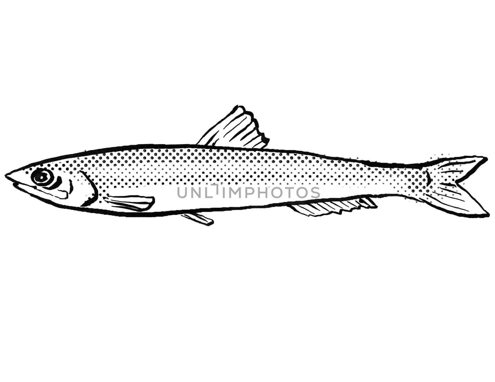 Cartoon style line drawing of a European anchovy or Engraulis encrasicolus  a fish endemic to Germany and Europe in Atlantic Ocean with halftone dots shading on isolated background in black and white.