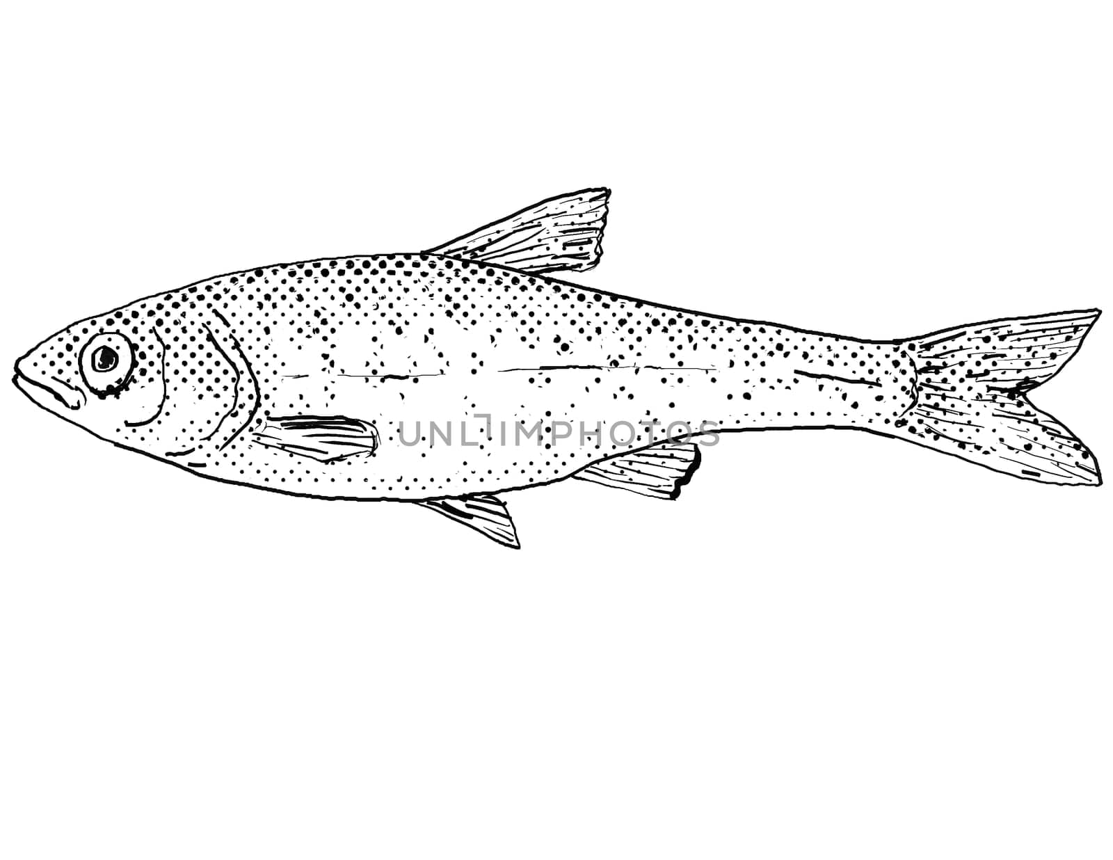 Cartoon style line drawing of a common shiner or Luxilus cornutus freshwater fish endemic to North America with halftone dots shading on isolated background in black and white.