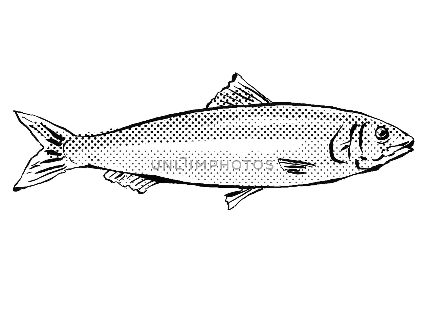 Cartoon style line drawing of a European pilchard or Sardina pilchardus,  a fish endemic to Germany and Europe in Atlantic Ocean with halftone dots shading on isolated background in black and white.