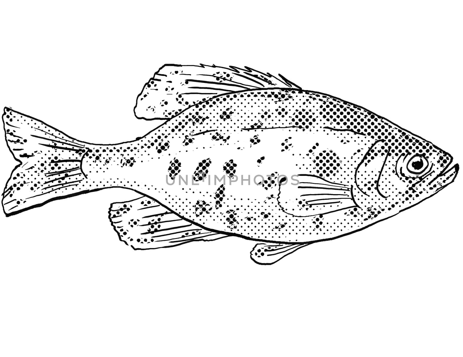 Cartoon style drawing of a black crappie or Pomoxis nigromaculatus freshwater fish found in North America with halftone dots on isolated background in black and white.