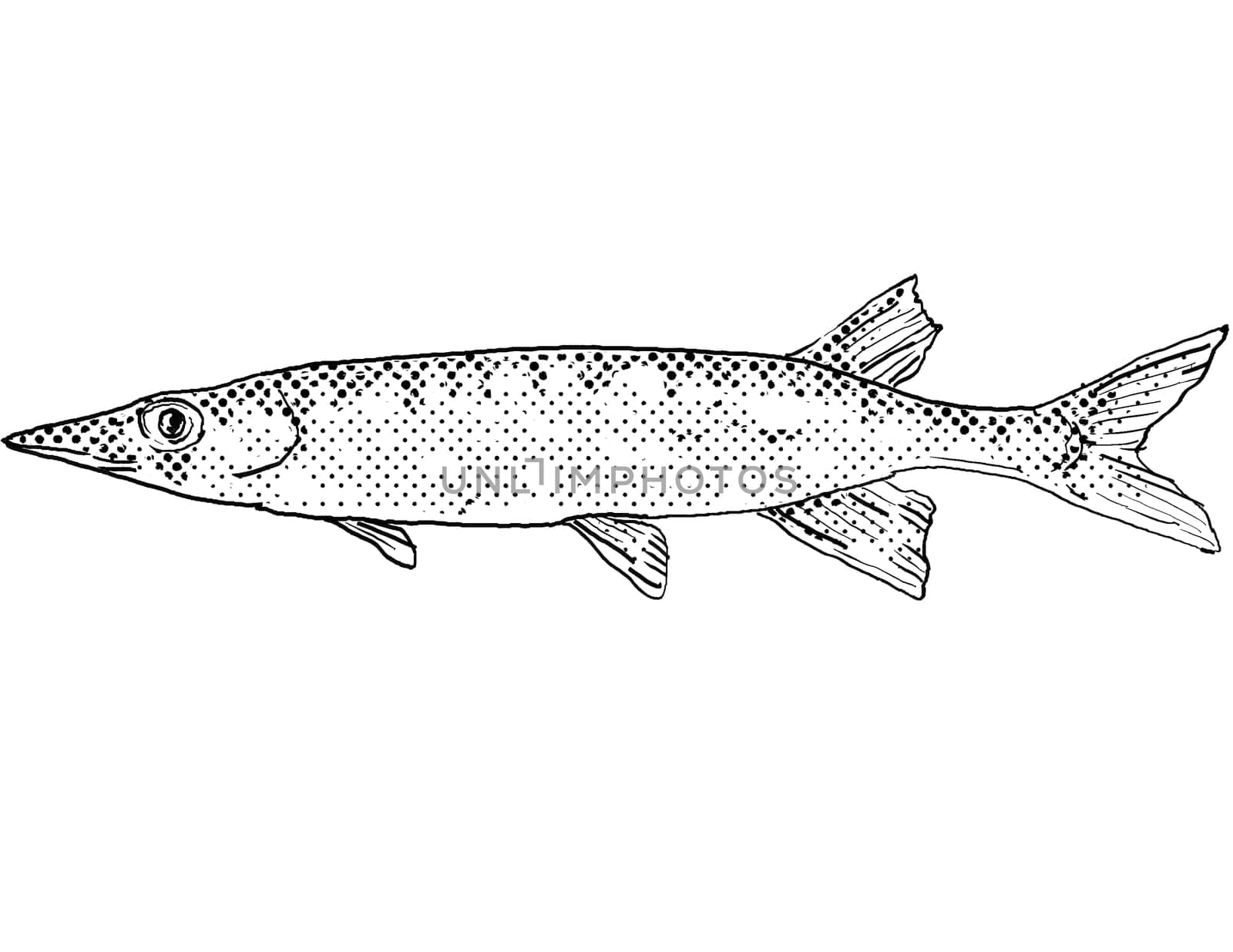 Cartoon style line drawing of a chain pickerel or Esox niger  freshwater fish endemic to North America with halftone dots shading on isolated background in black and white.
