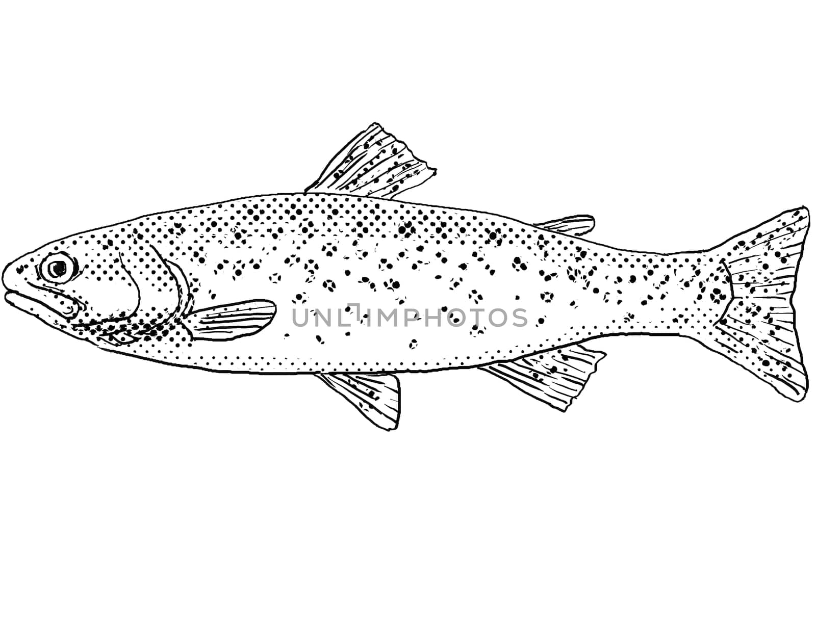 Cartoon style line drawing of a cutthroat trout or Oncorhynchus clarkii a freshwater fish endemic to North America with halftone dots shading on isolated background in black and white.