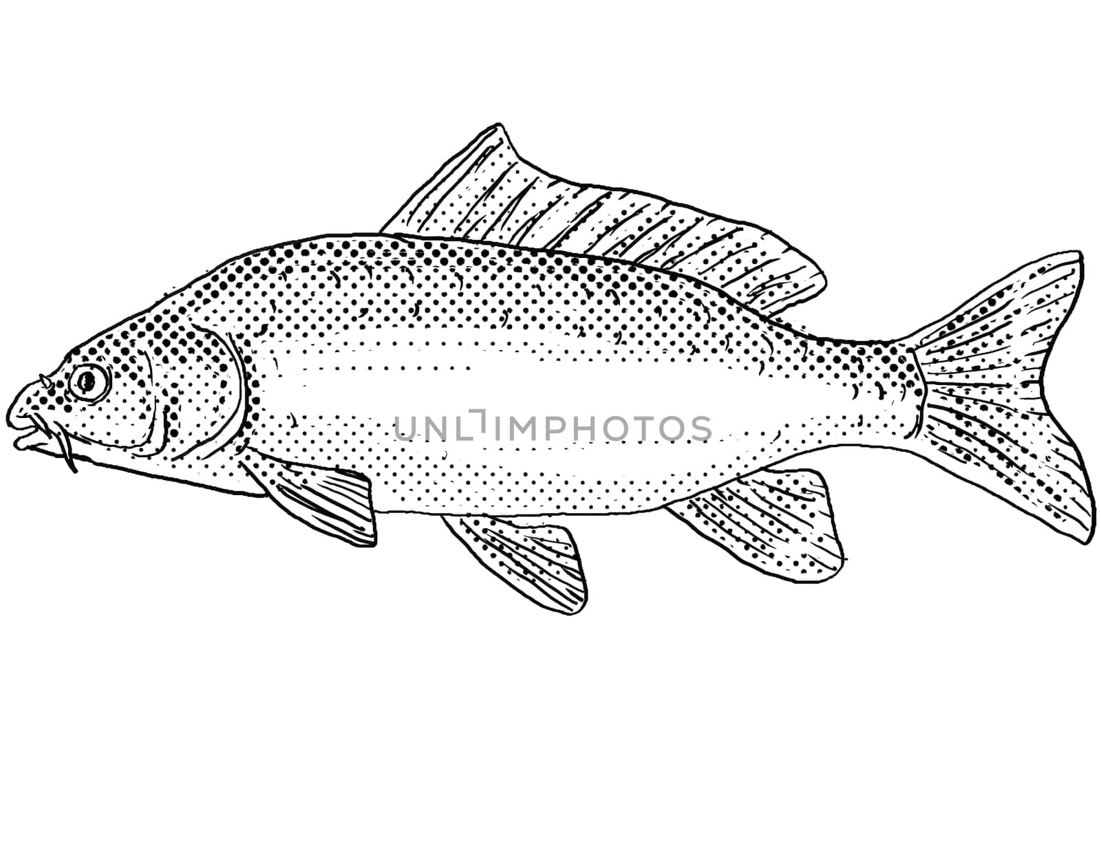 Cartoon style line drawing of a Eurasian or European carp, Cyprinus carpio, or  common carp freshwater fish endemic to North America with halftone dots shading on isolated background in black and white.