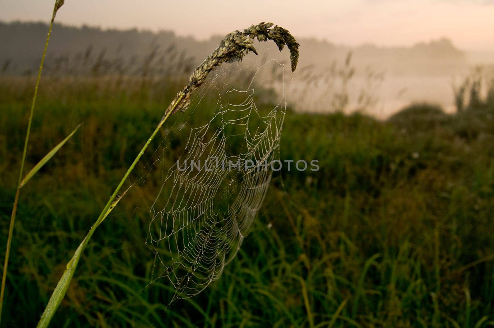 Catching a spider net in the grass against the sunset. Beautiful nature in the field and the web.