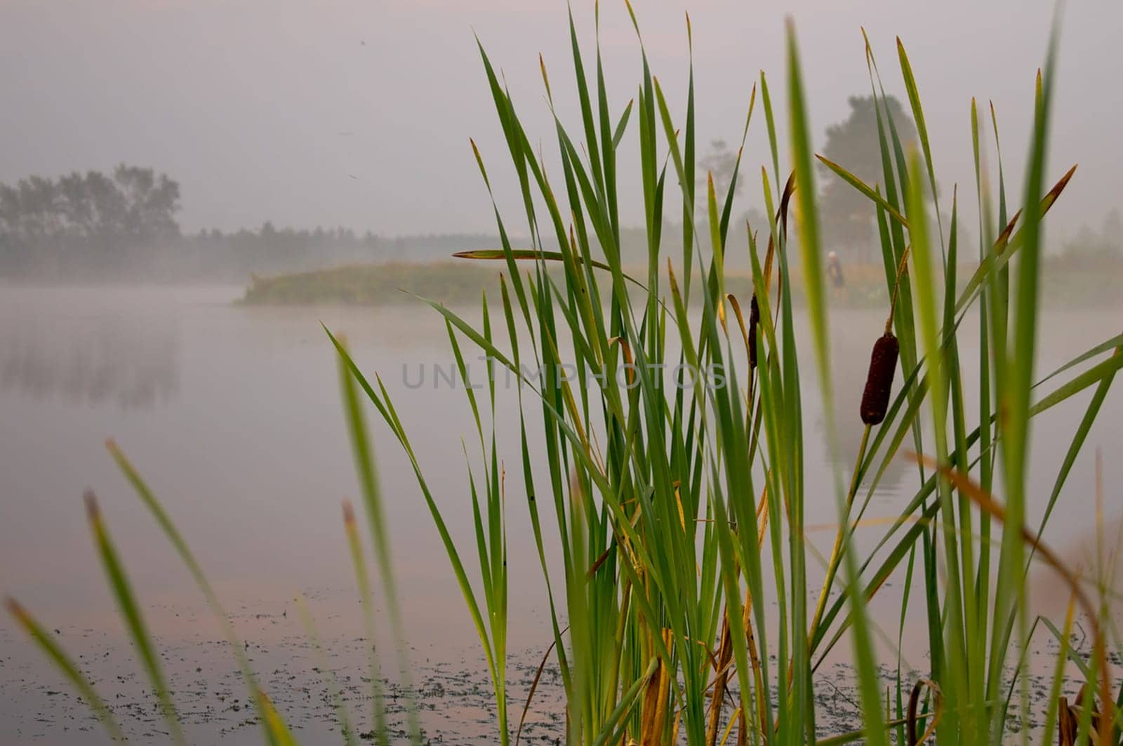The cornea plant grows on the shore of the reservoir.