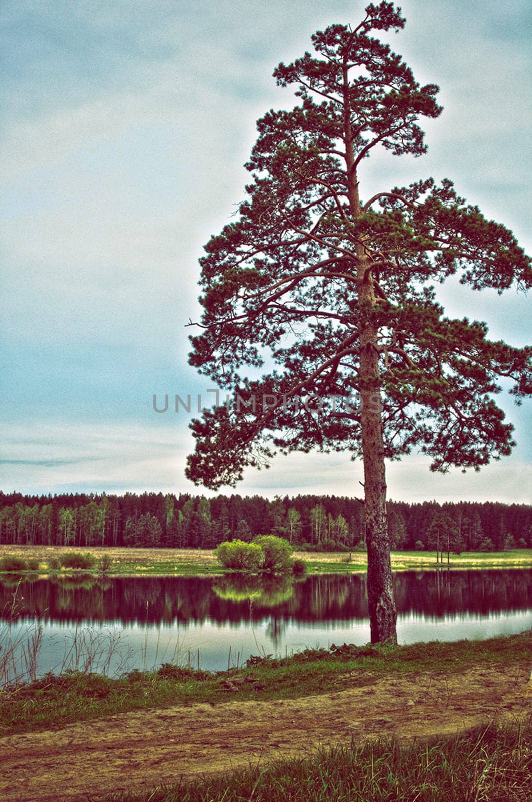 Water near the forest. Reflecting trees in the water.