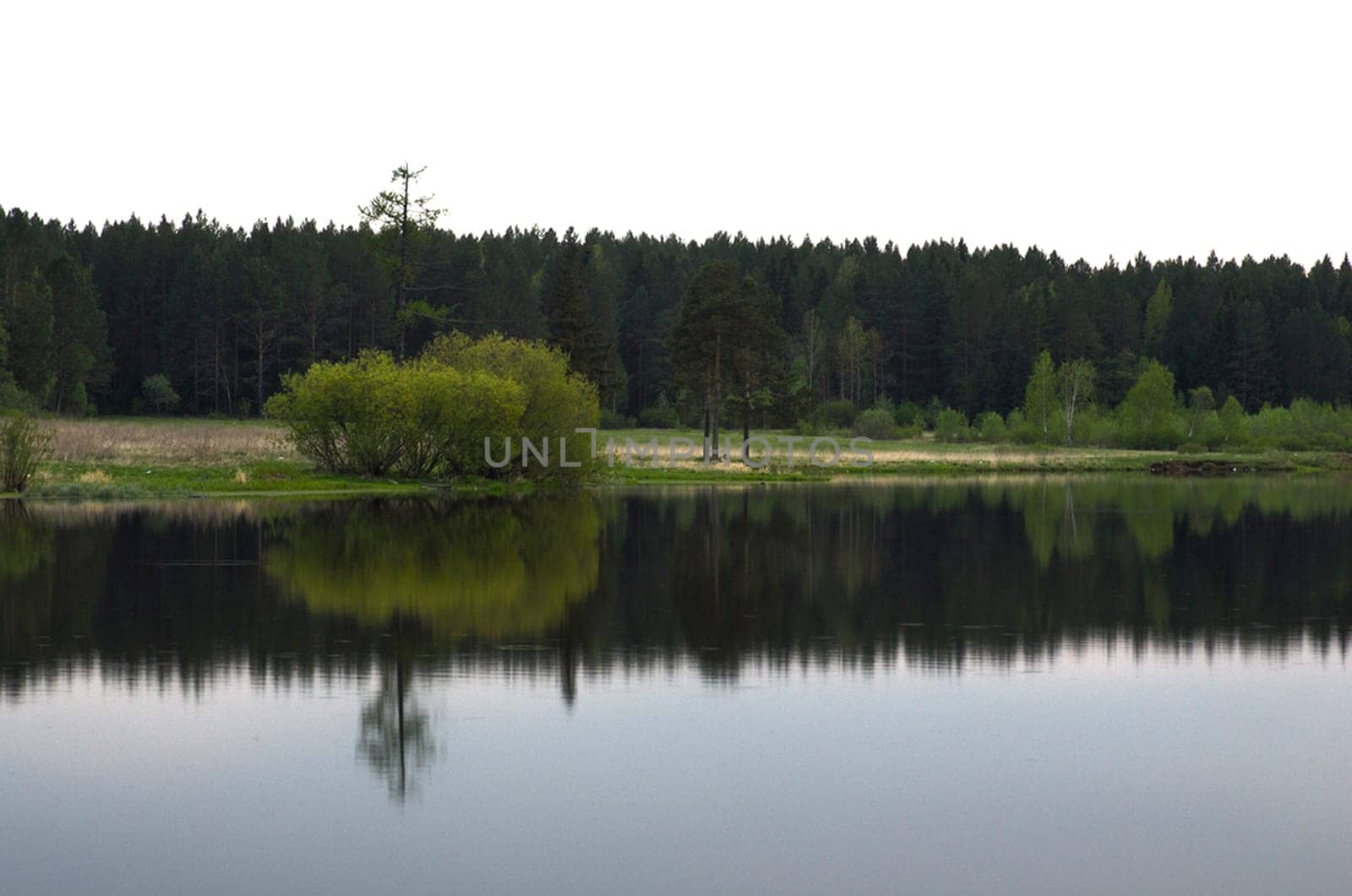 Water near the forest. Reflecting trees in the water.