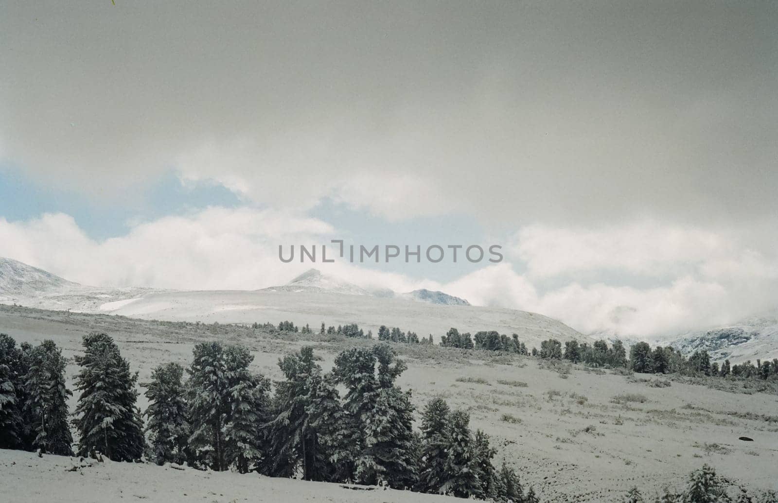 Winter Altai, mountains and forests in the snow. Winter came to the Altai and snow fell.
