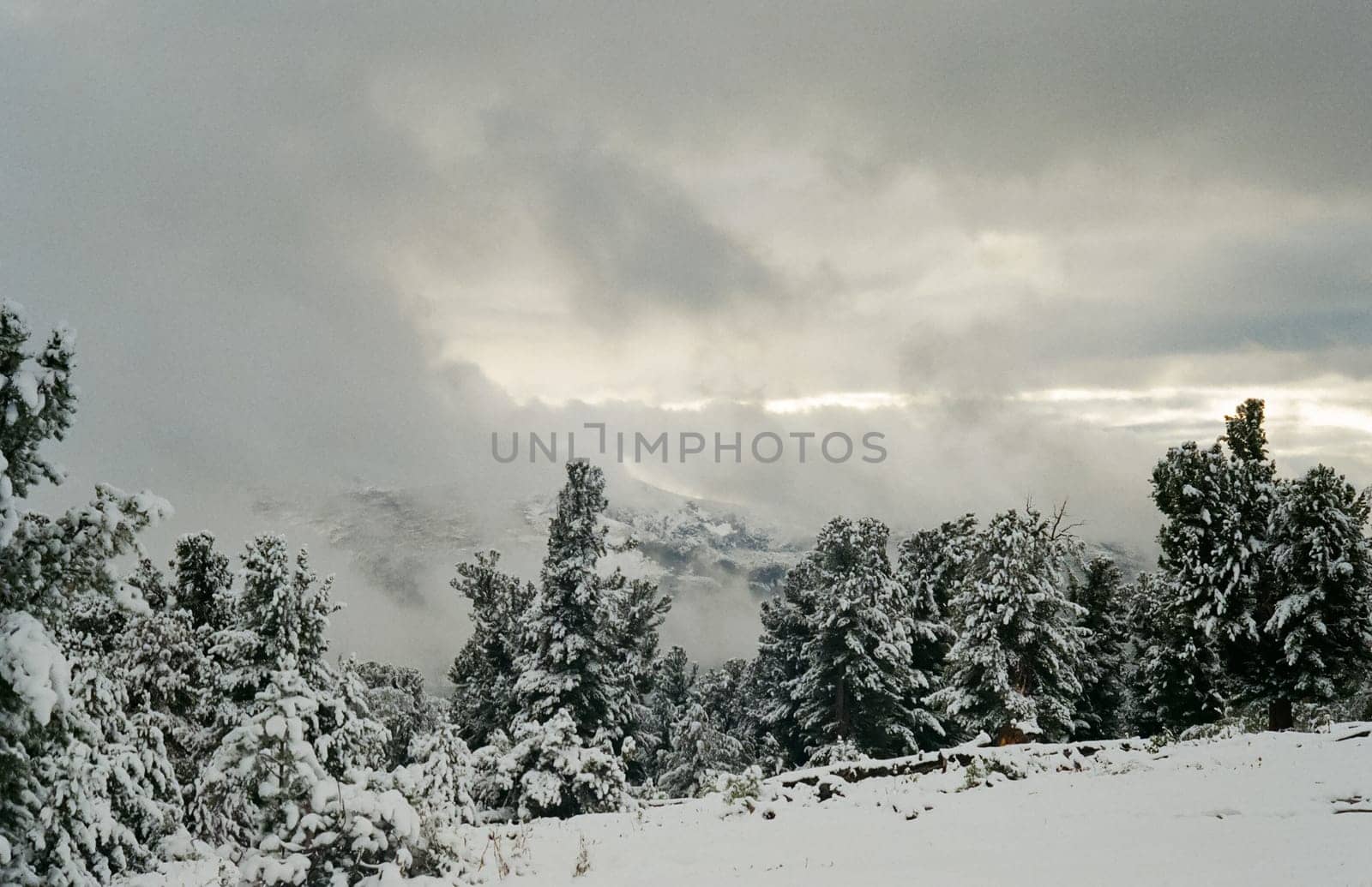 Winter Altai, mountains and forests in the snow. Winter came to the Altai and snow fell.