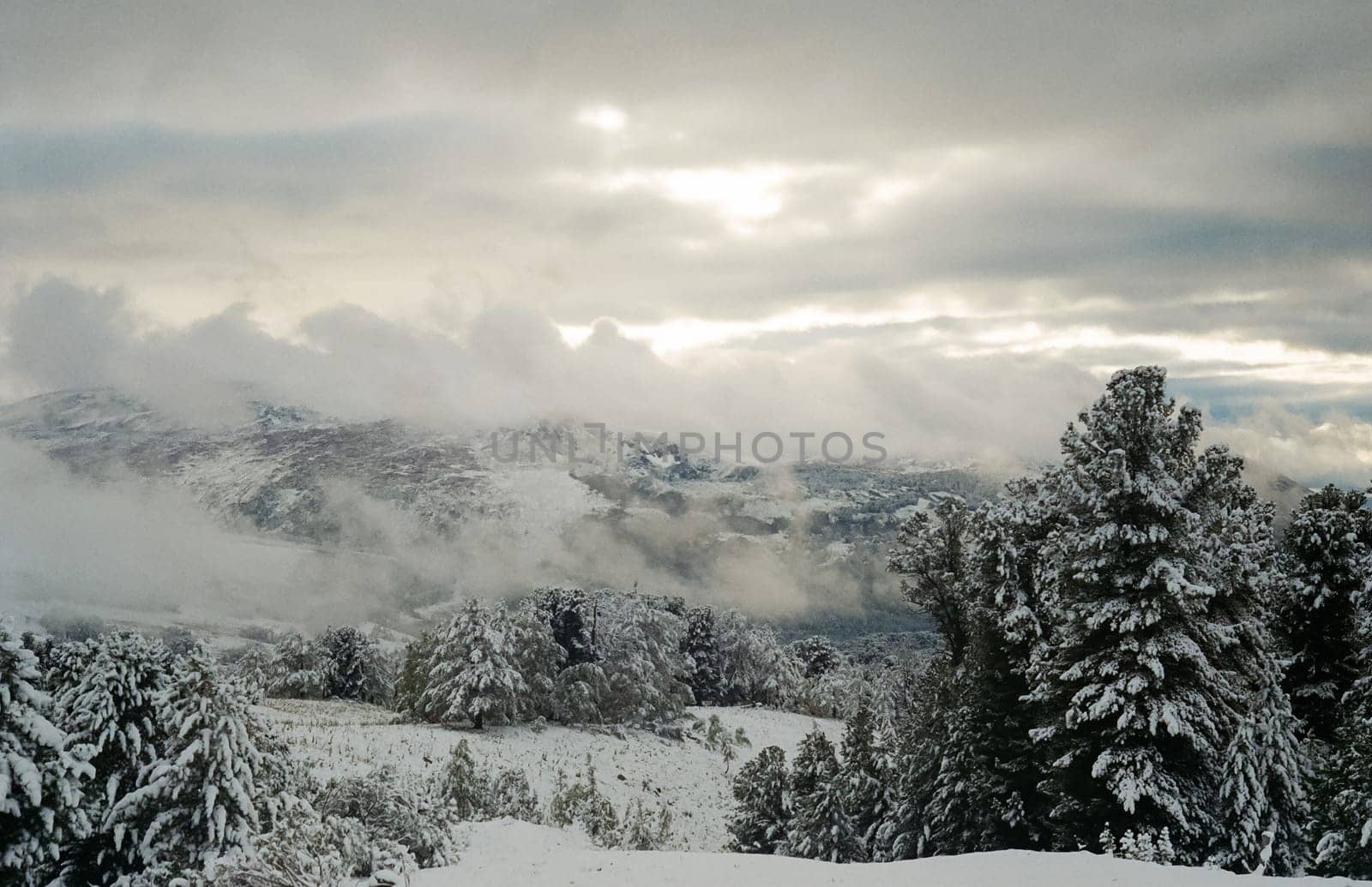 Winter Altai, mountains and forests in the snow. Winter came to the Altai and snow fell.