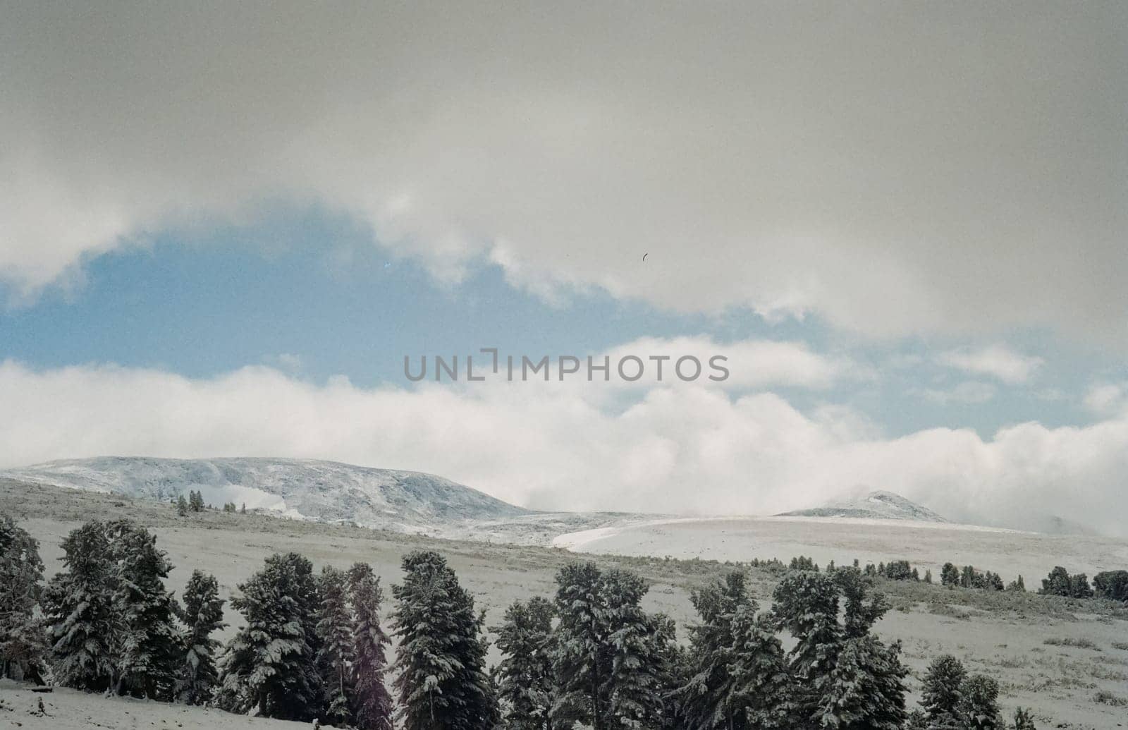 Winter Altai, mountains and forests in the snow. Winter came to the Altai and snow fell.