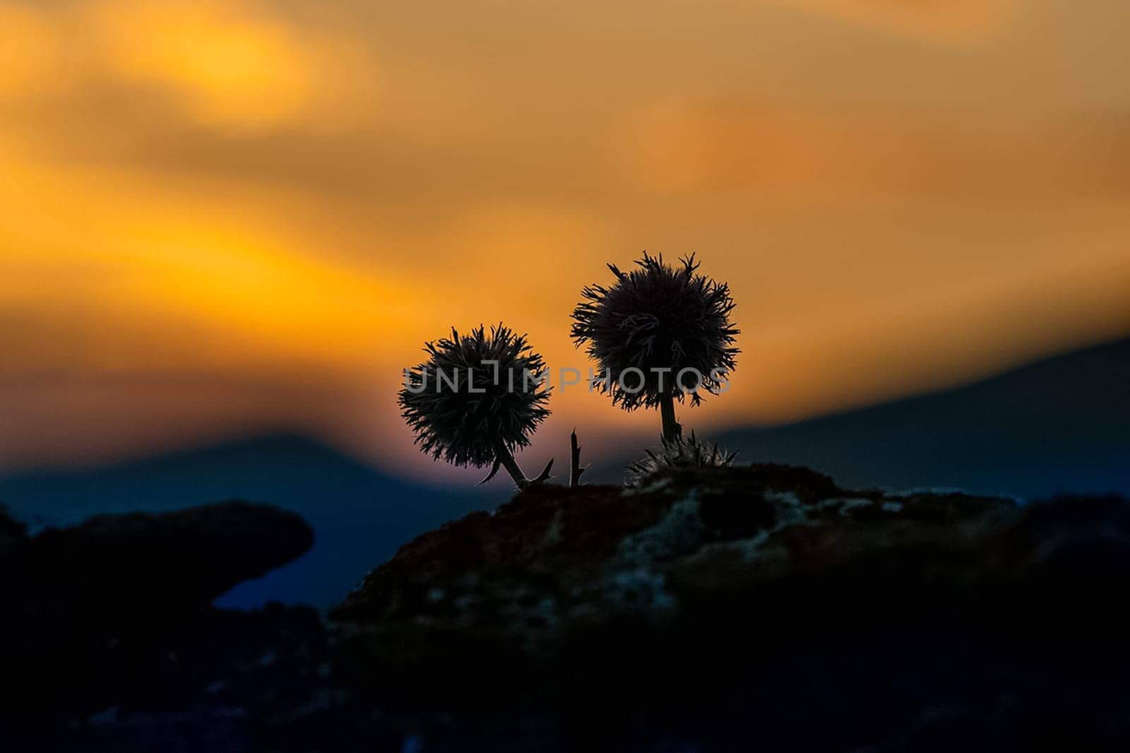 Plants in a meadow in Altai. Altai herbs and flowers.