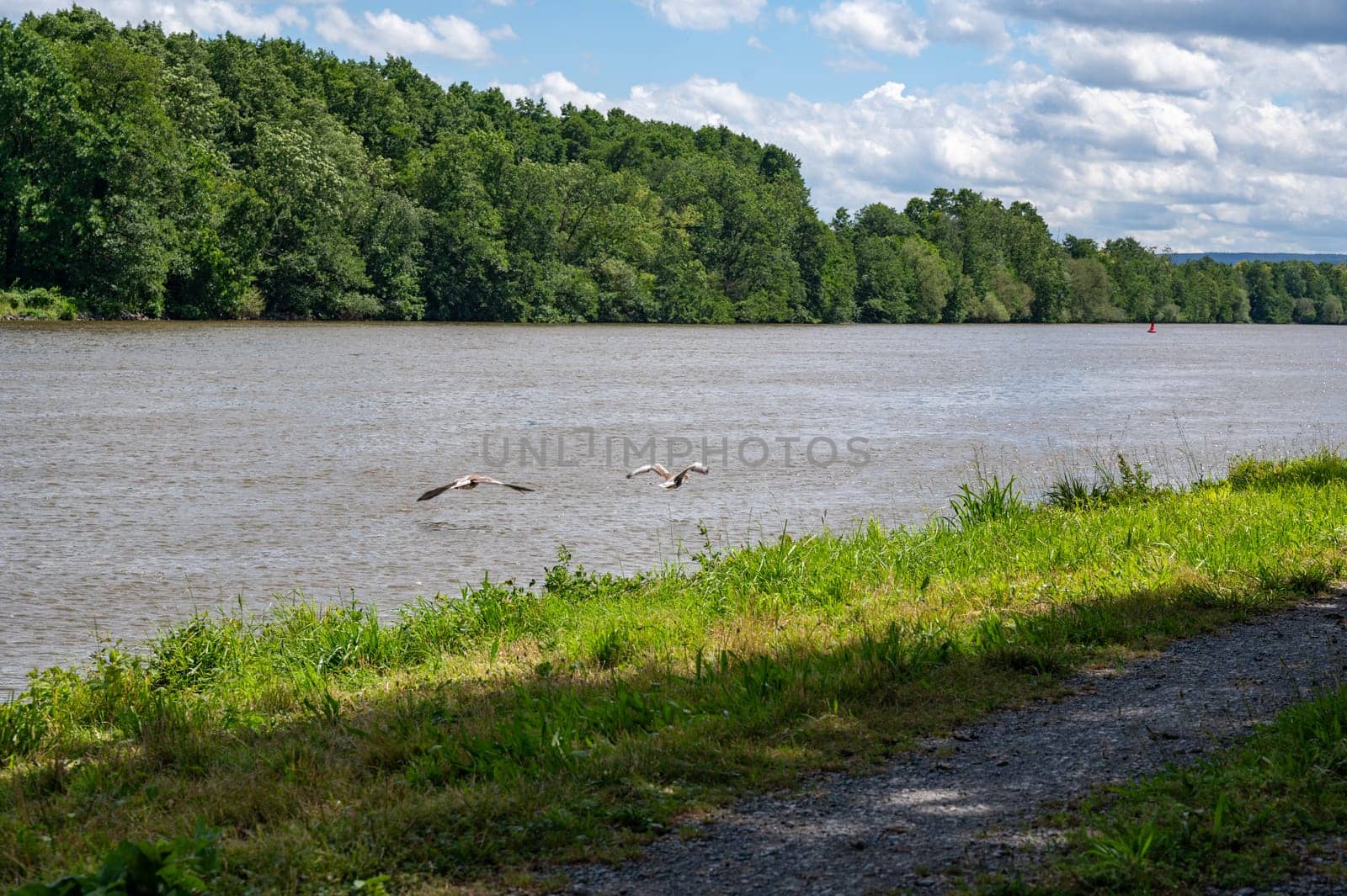 Two geese flying over water of a river
