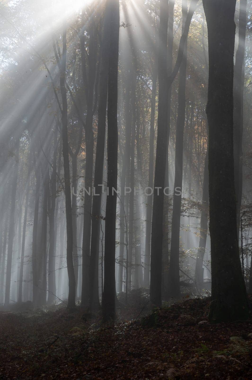 Sun shines in the morning fog in a forest in autumn