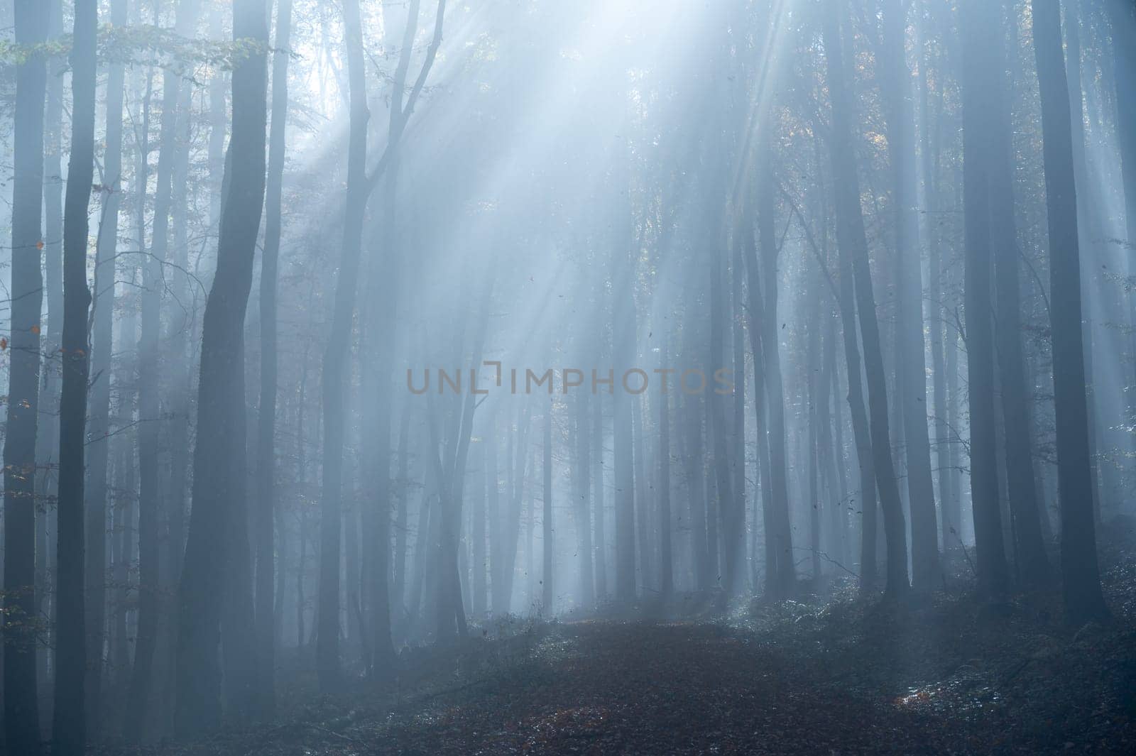 Sun shines in the morning fog in a forest in autumn