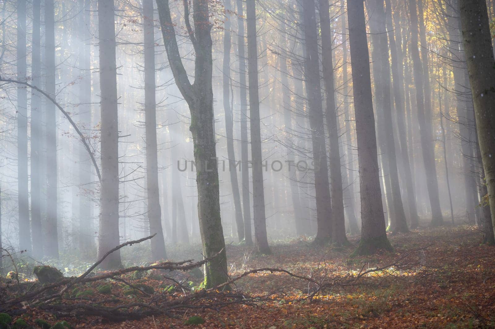 Sun shines in the morning fog in a forest in autumn