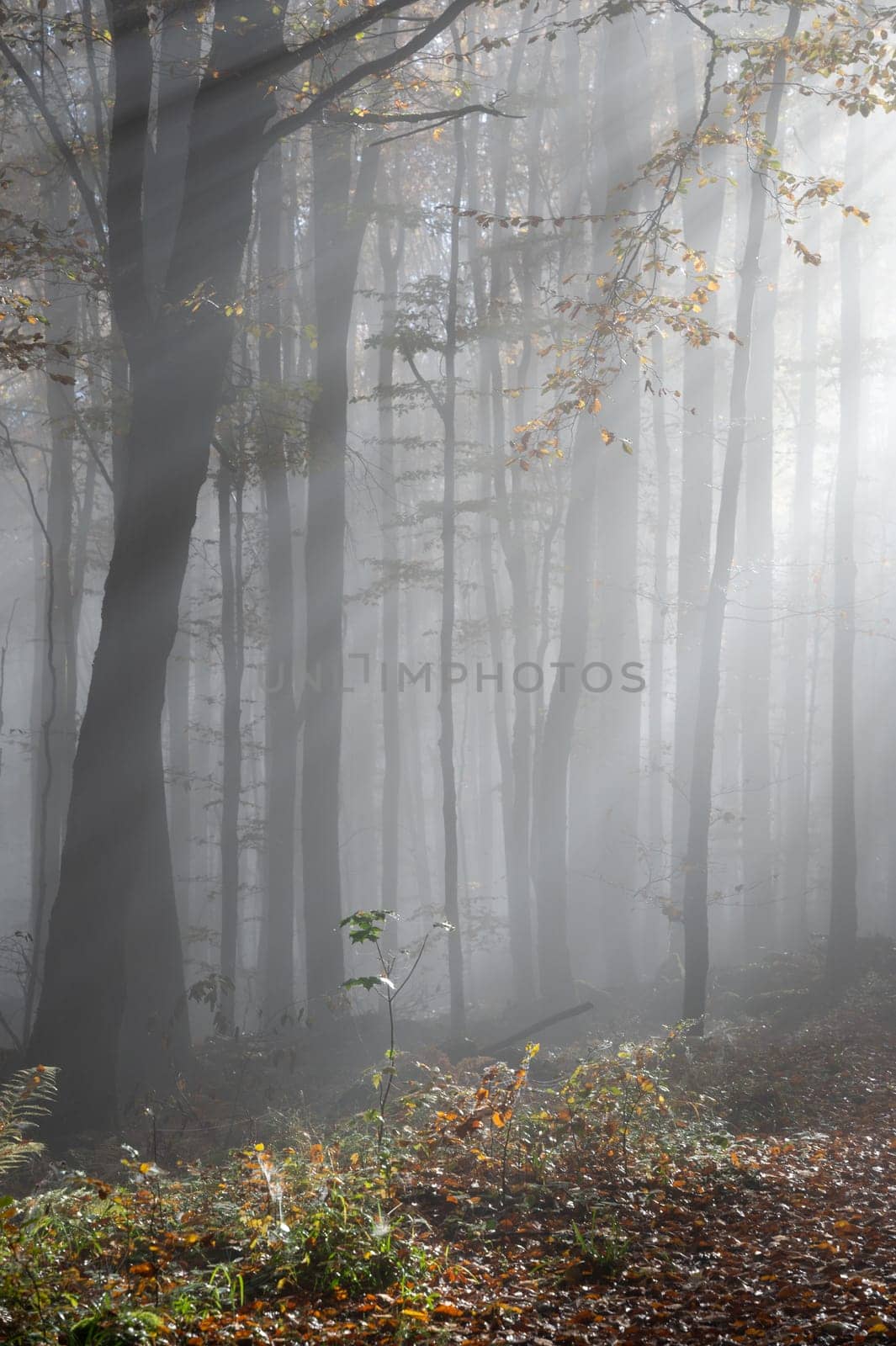 Sun shines in the morning fog in a forest in autumn