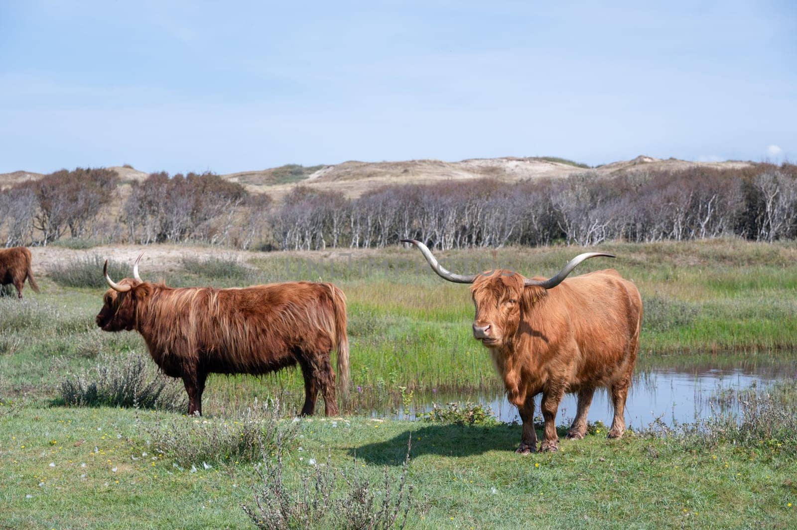 Scottish Highland cattle stand  on a small lake in the dune hinterland in a nature reserve near Egmond aan Zee in the Netherlands