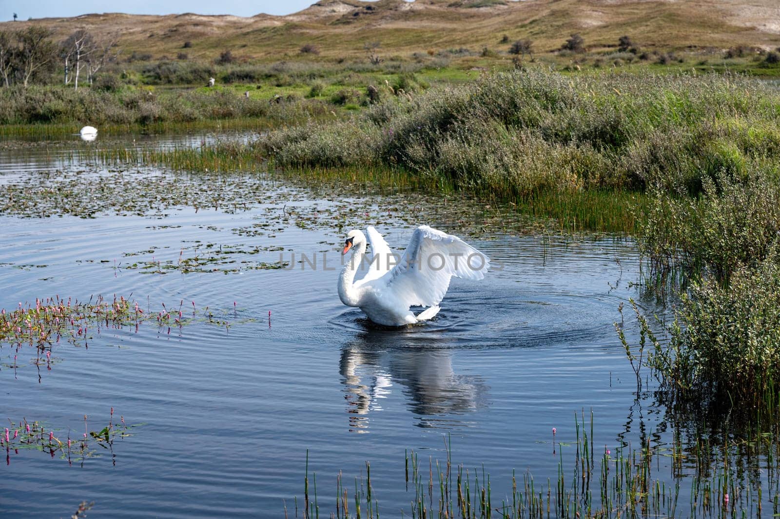 A white swan flaps its wings in the water on the shore of a small lake in a dune landscape in a nature reserve near Egmond aan Zee in the Netherlands