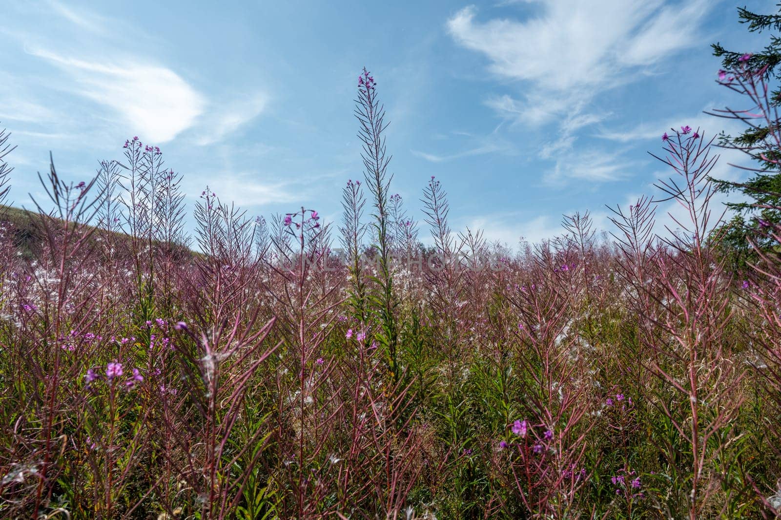 Blooming willowherb (Epilobium angustifolium) on a green meadow
