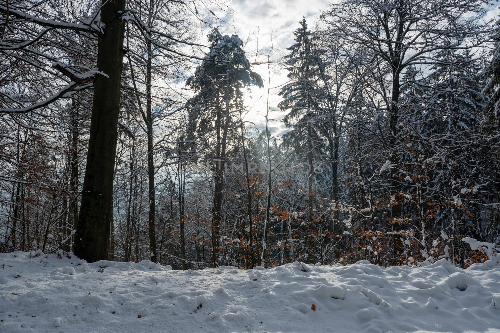 Trees in the forest, winter with snow