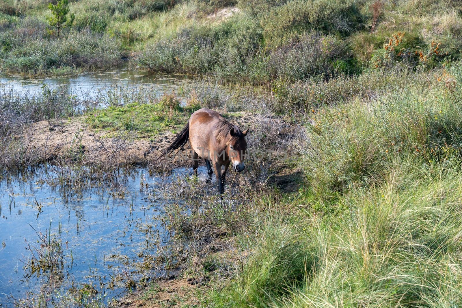 Konik wild horses and Exmoor ponies live in a dune landscape in a nature reserve, for a natural management of the dunes to curb the proliferation of the bushes, near Egmond aan Zee in the Netherlands