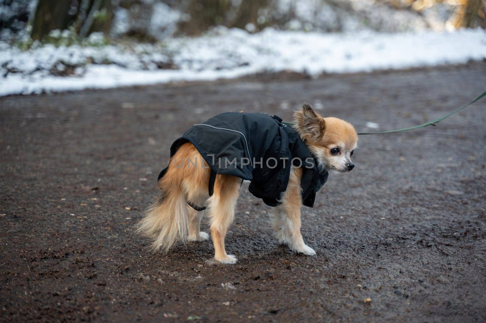 A small Chihuahua dog dressed in a winter coat walking on a cold winter day with snow