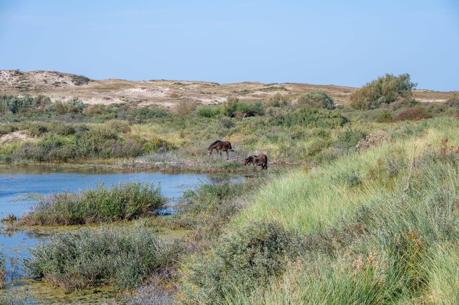 Konik wild horses and Exmoor ponies live in a dune landscape in a nature reserve, for a natural management of the dunes to curb the proliferation of the bushes, near Egmond aan Zee in the Netherlands