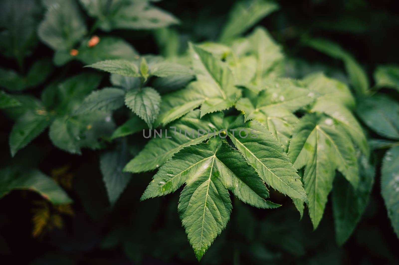 Close-up shot of lush green leaves in a forest, highlighting their texture and vibrant color in natural light.