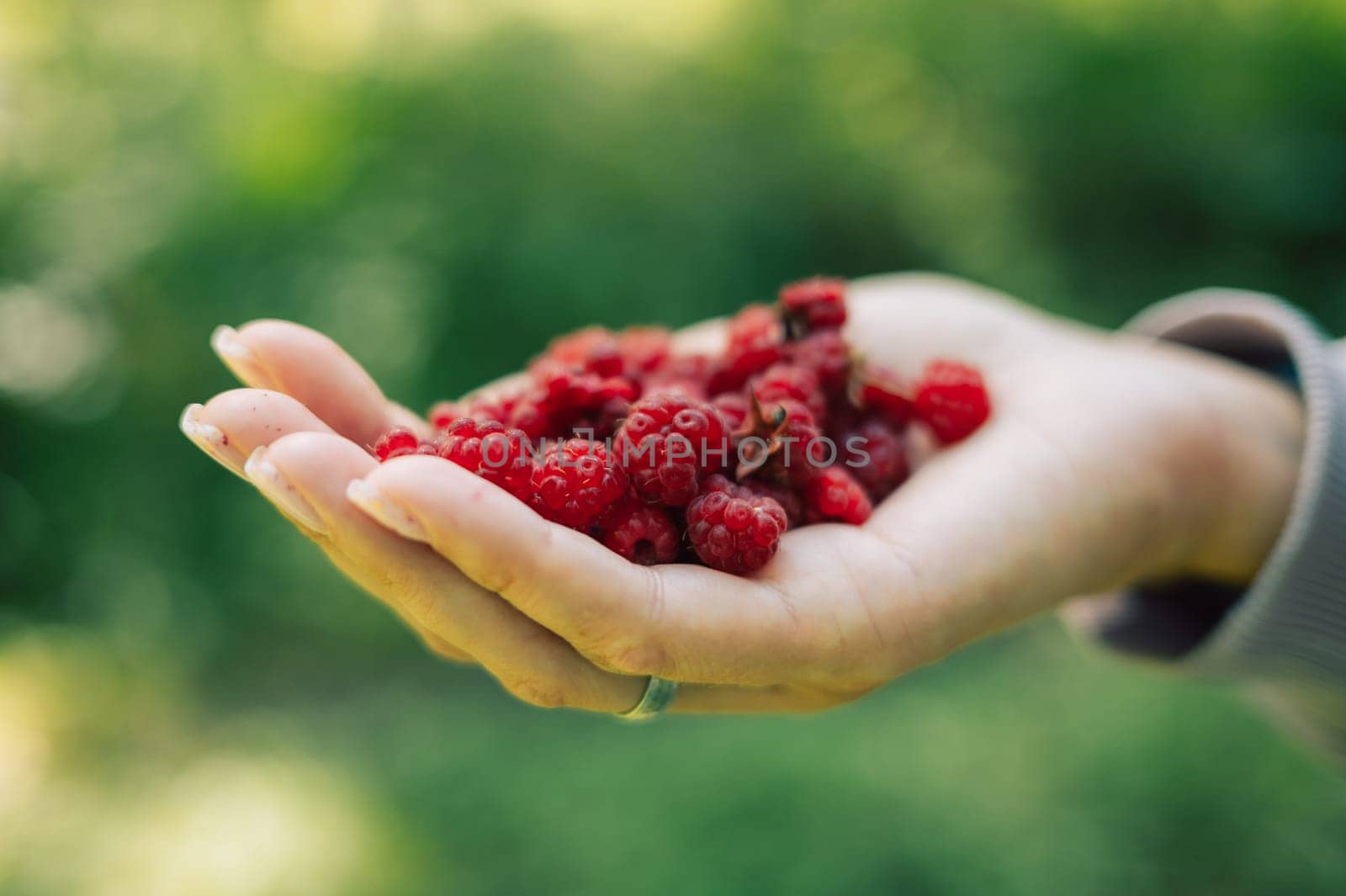 Close-up of a hand holding fresh red raspberries with a blurred green nature background, symbolizing healthy and organic food.