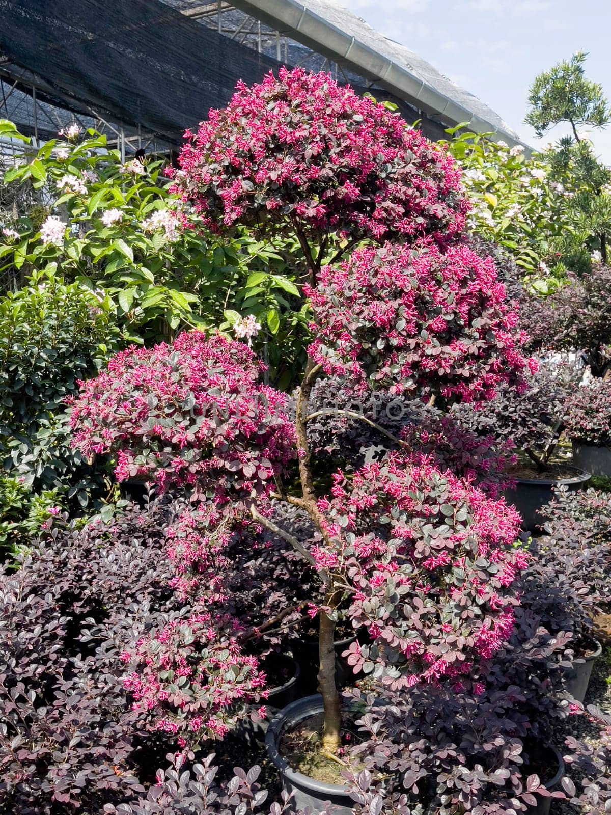 Variety of tropical plants grow for sale in flower markets, stock photo