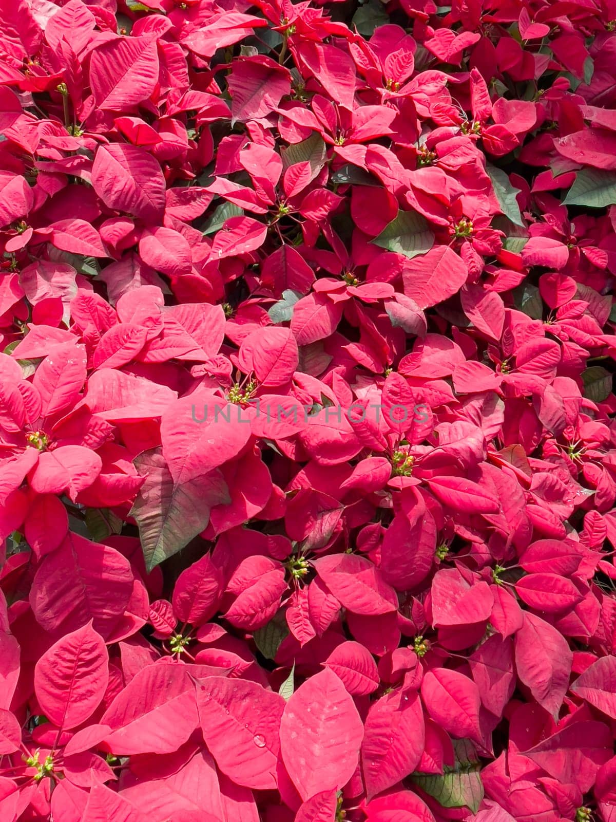 Variety of tropical plants grow for sale in flower markets, stock photo