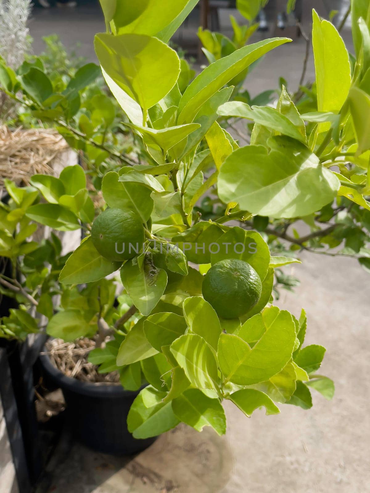 Variety of tropical plants grow for sale in flower markets, stock photo