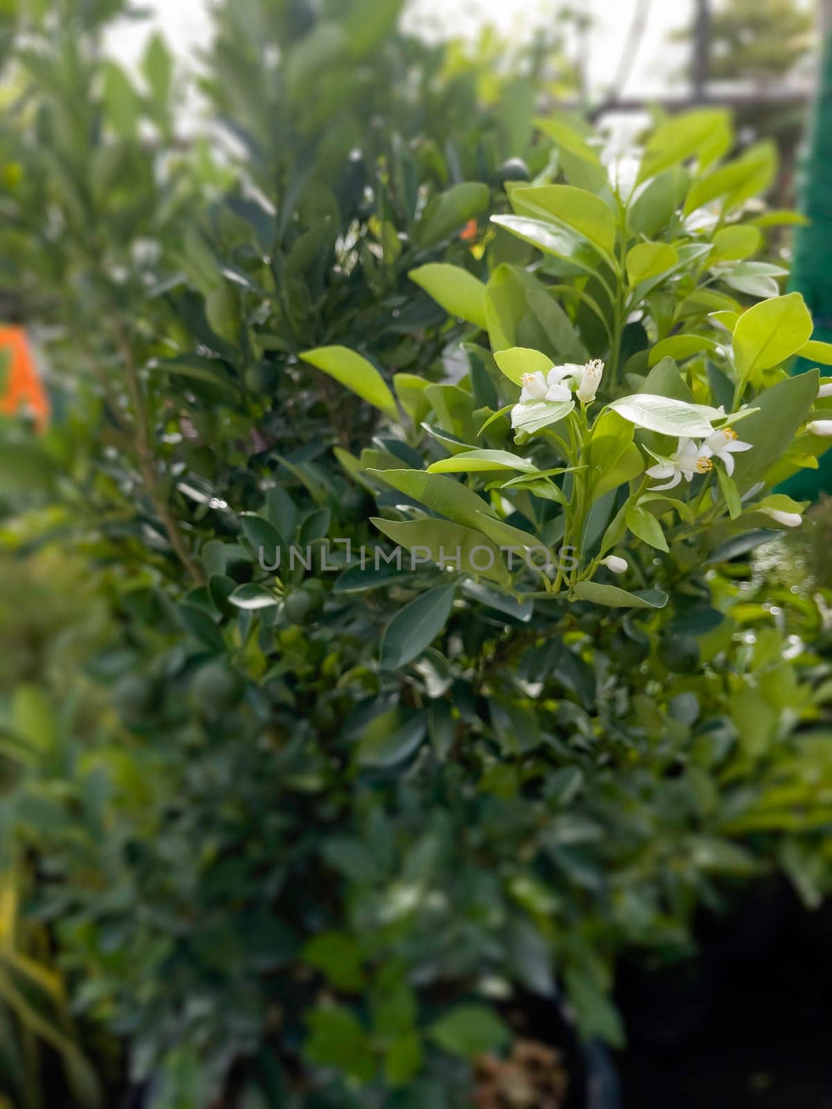 Variety of tropical plants grow for sale in flower markets, stock photo