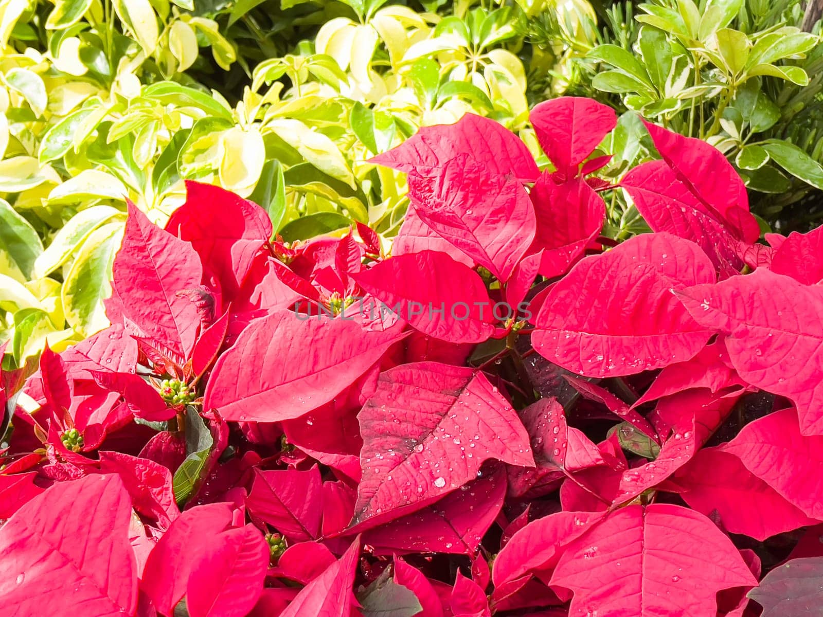 Variety of tropical plants grow for sale in flower markets, stock photo