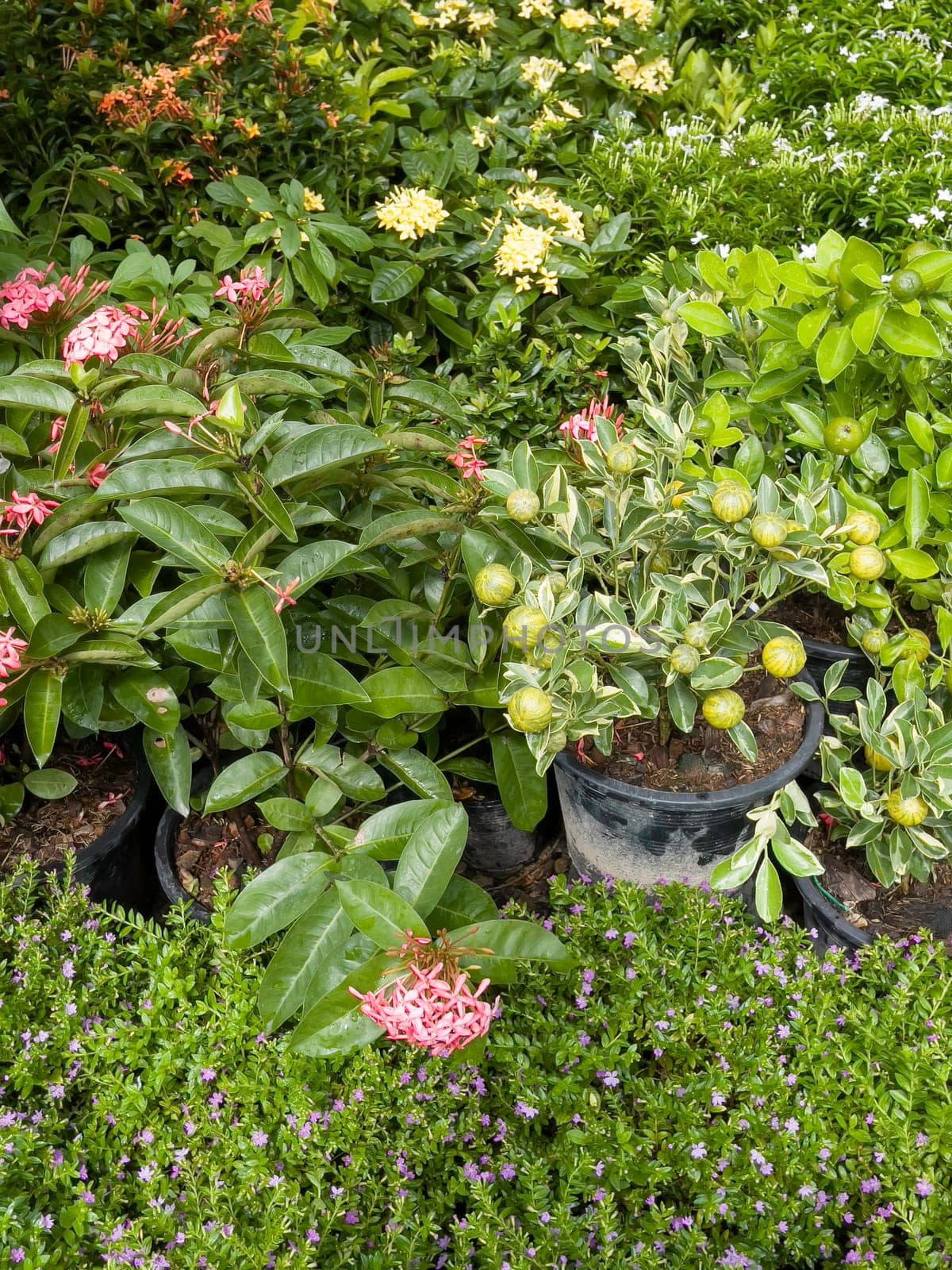 Variety of tropical plants grow for sale in flower markets, stock photo