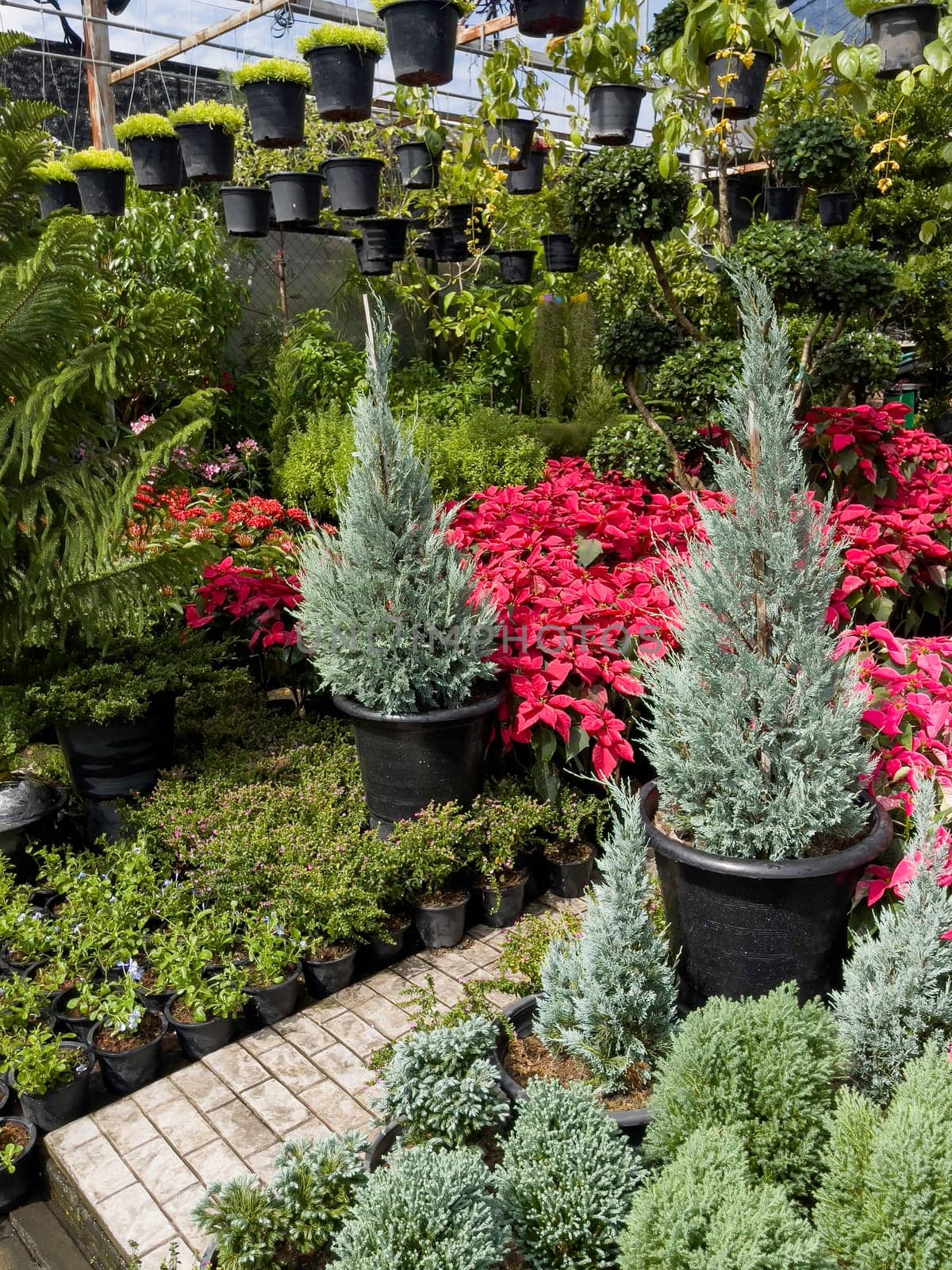 Variety of tropical plants grow for sale in flower markets, stock photo
