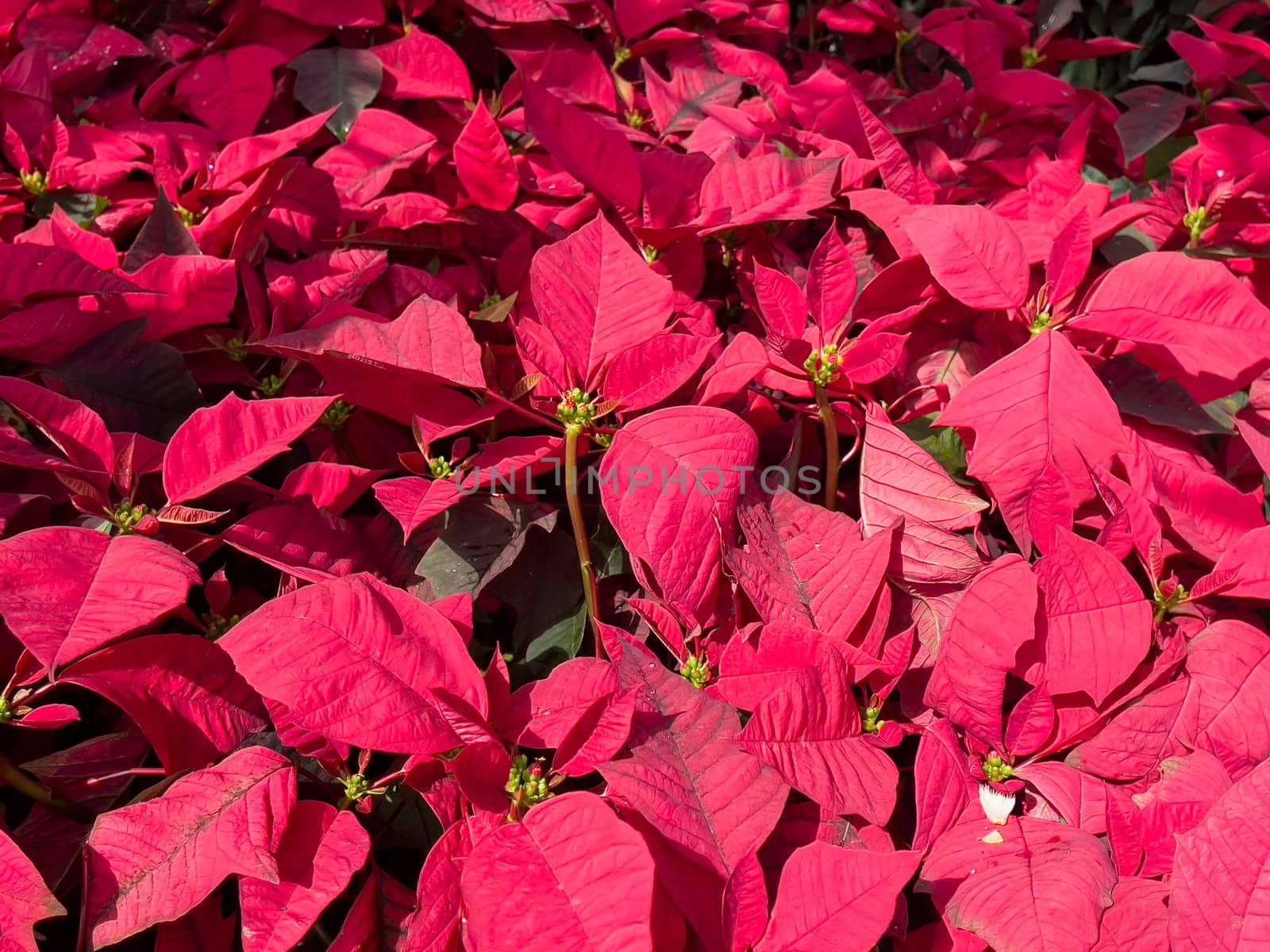 Variety of tropical plants grow for sale in flower markets, stock photo