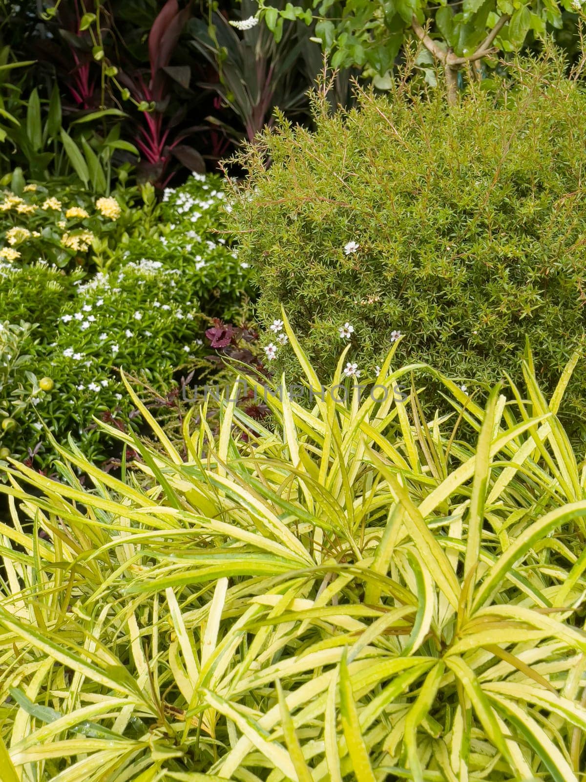 Variety of tropical plants grow for sale in flower markets, stock photo